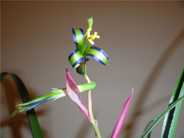 cvijet